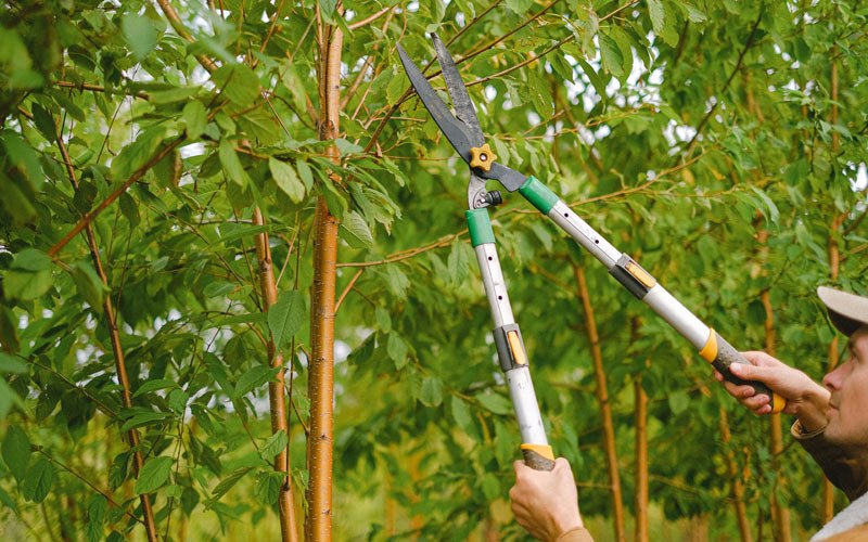 Tree trimming in Neotsu, OR